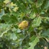 Querrcus cerris- Chêne chevelu- Bio Le Bourgeon