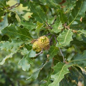 Querrcus cerris- Chêne chevelu- Bio Le Bourgeon