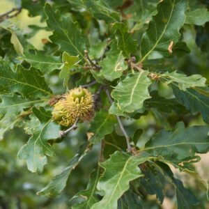 Querrcus cerris- Chêne chevelu- Bio Le Bourgeon