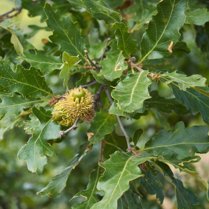 Querrcus cerris- Chêne chevelu- Bio Le Bourgeon
