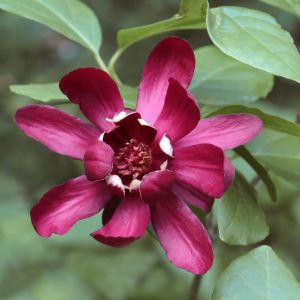 Calycanthus "Hartlage Wine"- Arbre aux anémones " Hartlage Wine"-Bio Le Bourgeon