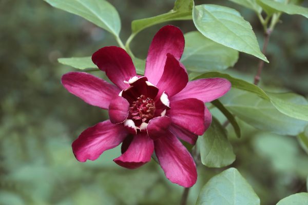 Calycanthus "Hartlage Wine"- Arbre aux anémones " Hartlage Wine"-Bio Le Bourgeon