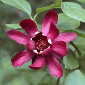 Calycanthus "Hartlage Wine"- Arbre aux anémones " Hartlage Wine"-Bio Le Bourgeon