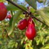 Cornus mas "Gourmet Dirndle"-Cornouiller mâle variété fruitière- Bio Le Bourgeon