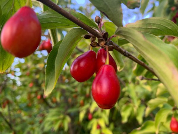 Cornus mas "Gourmet Dirndle"-Cornouiller mâle variété fruitière- Bio Le Bourgeon