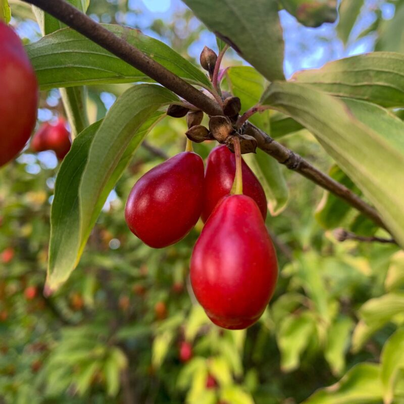 Cornus mas "Gourmet Dirndle"-Cornouiller mâle variété fruitière- Bio Le Bourgeon
