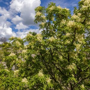 Fraxinus ornus- Frêne à fleur- Bio Le Bourgeon