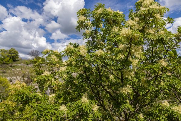 Fraxinus ornus- Frêne à fleur- Bio Le Bourgeon