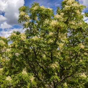Fraxinus ornus- Frêne à fleur- Bio Le Bourgeon