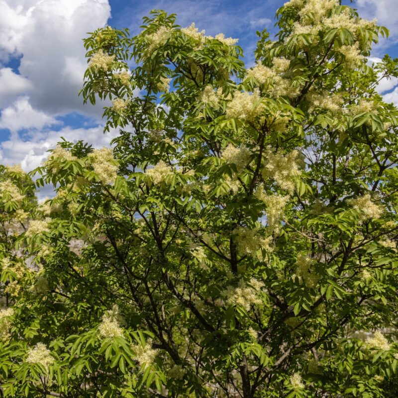 Fraxinus ornus- Frêne à fleur- Bio Le Bourgeon