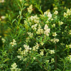 Ligustrum vulgare-Troène commun- Bio Le Bourgeon