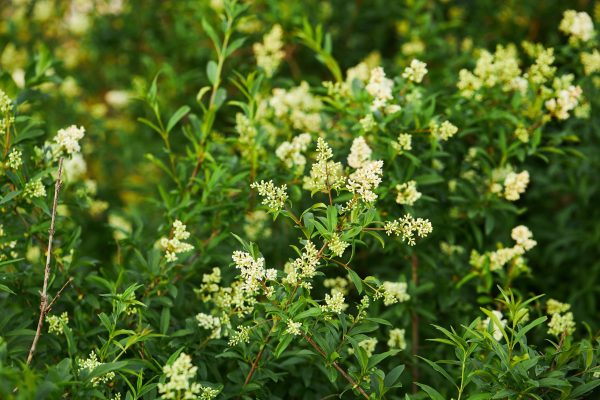 Ligustrum vulgare-Troène commun- Bio Le Bourgeon