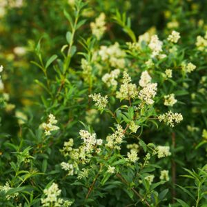 Ligustrum vulgare-Troène commun- Bio Le Bourgeon