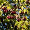 Cornus mas "Kanzanlak"- Cornouiller mâle variété fruitière- Bio Le Bourgeon
