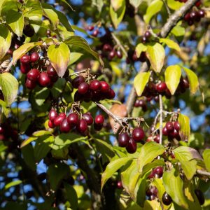 Cornus mas "Kanzanlak"- Cornouiller mâle variété fruitière- Bio Le Bourgeon