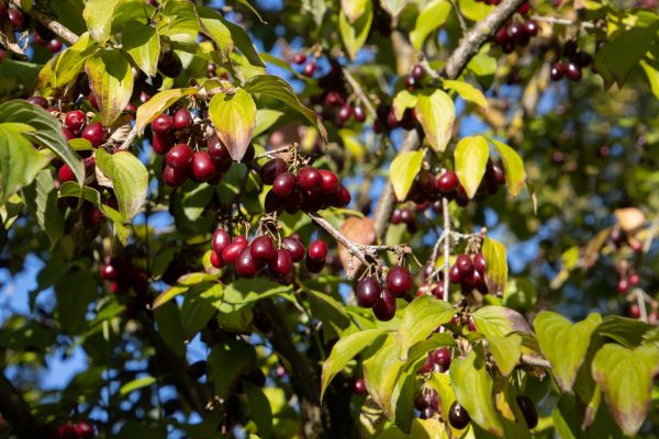 Cornus mas "Kanzanlak"- Cornouiller mâle variété fruitière- Bio Le Bourgeon