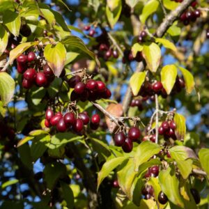 Cornus mas "Kanzanlak"- Cornouiller mâle variété fruitière- Bio Le Bourgeon