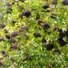 Sambucus nigra "Konsor"- Sureau noir variété fruitière- Bio Le Bourgeon
