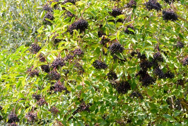 Sambucus nigra "Konsor"- Sureau noir variété fruitière- Bio Le Bourgeon