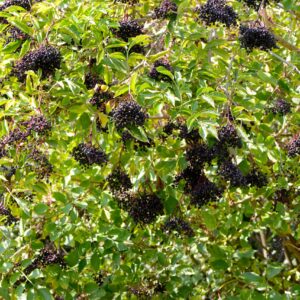 Sambucus nigra "Konsor"- Sureau noir variété fruitière- Bio Le Bourgeon
