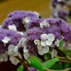Hydrangea aspera "Macrophylla"-Hortensia rugueuse-Bio Le Bourgeon