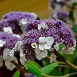 Hydrangea aspera "Macrophylla"-Hortensia rugueuse-Bio Le Bourgeon