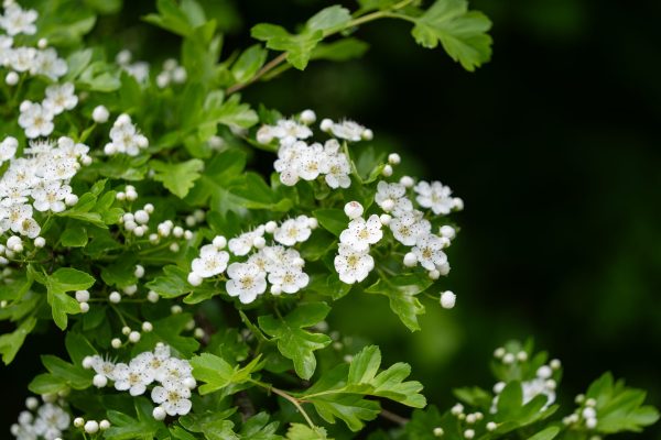 Crataegus monogyna- Aubépine - Bio Le Bourgeon