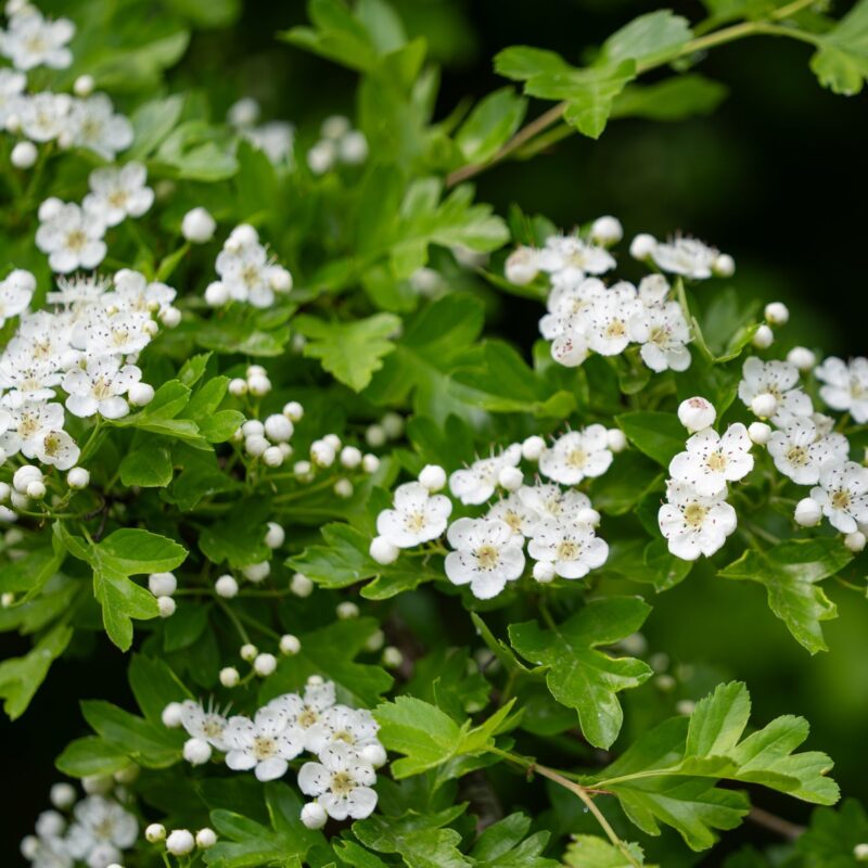 Crataegus monogyna- Aubépine - Bio Le Bourgeon