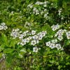 Crataegus laevigata- Aubépine épineuse- Bio Le Bourgeon