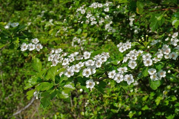 Crataegus laevigata- Aubépine épineuse- Bio Le Bourgeon
