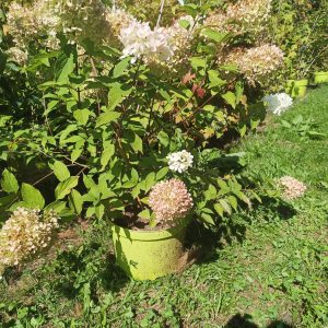 Hydrangea paniculata" Mojito"-Hortensia paniculée " Mojito"- Bio Le Bourgeon