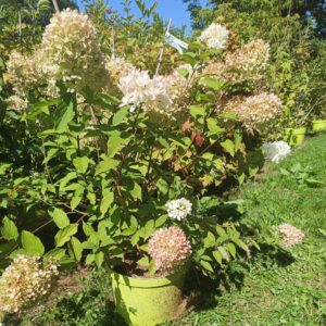 Hydrangea paniculata" Mojito"-Hortensia paniculée " Mojito"- Bio Le Bourgeon