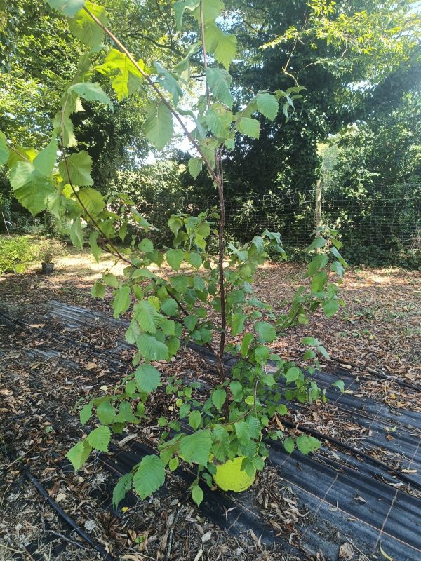 Ulmus "Plantjin" - Orme " Plantjin"- Bio Le Bourgeon