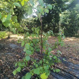 Ulmus "Plantjin" - Orme " Plantjin"- Bio Le Bourgeon