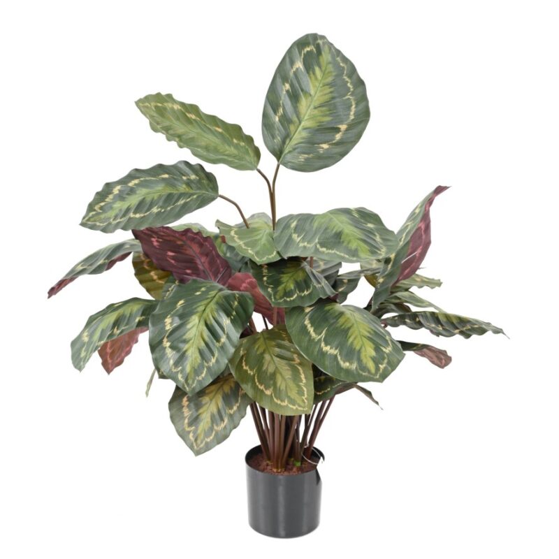 Calathea artificiel