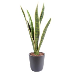 Sansevieria artificiel