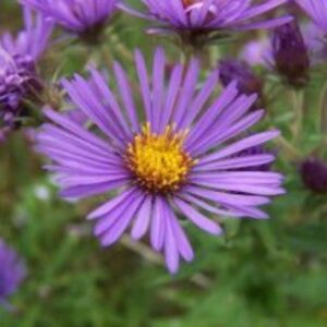 Aster novae-angliae / Aster de Nouvelle-Angleterre BIO