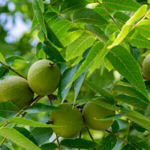 Noyer noir- Juglens nigra- Bio Le Bourgeon
