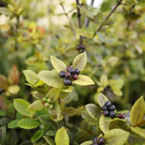 Aronia prunifolia "Viking"