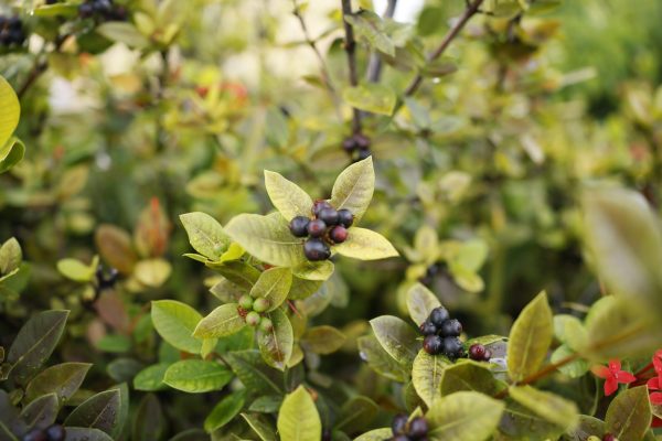 Aronia prunifolia "Viking"