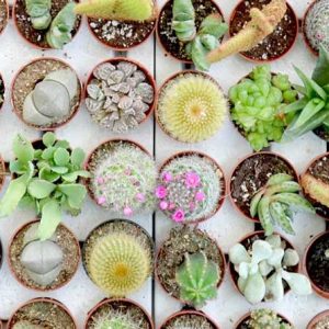 Les mini plantes