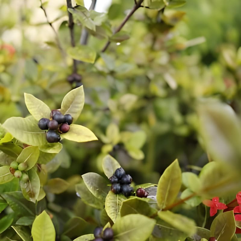Aronia prunifolia "Viking"