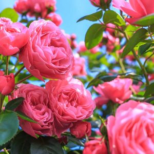 Fleurs groupées