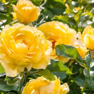 Grandes fleurs