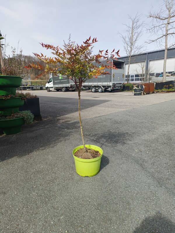 Bambou sacré - Nandina sur tige- Bio Le Bourgeon – Image 2