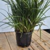 Carex morrowii 'Irish Green'