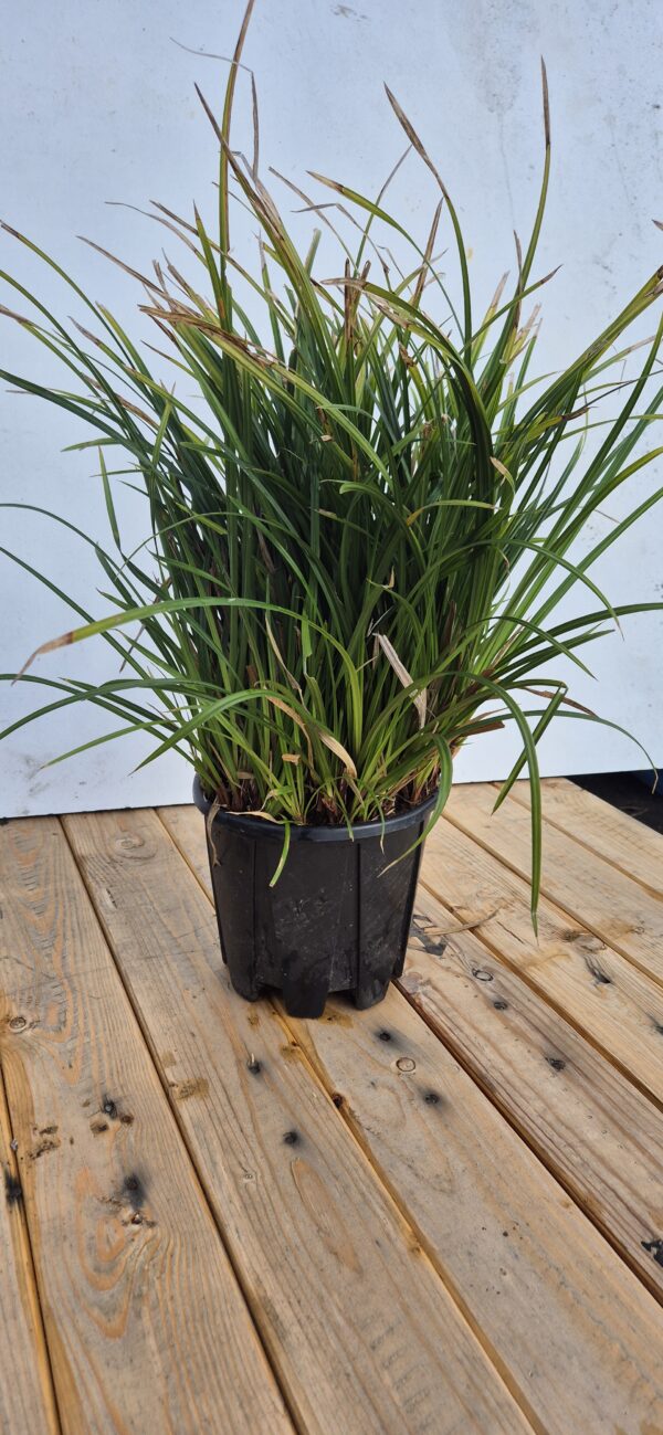 Carex morrowii 'Irish Green'