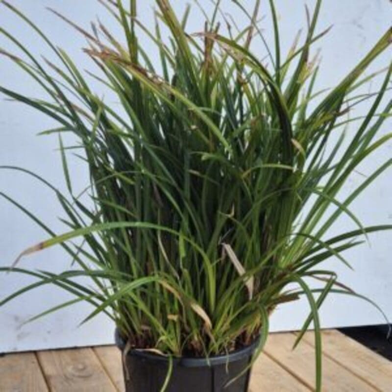 Carex morrowii 'Irish Green'