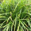 Carex morrowii 'Irish Green' – Image 2