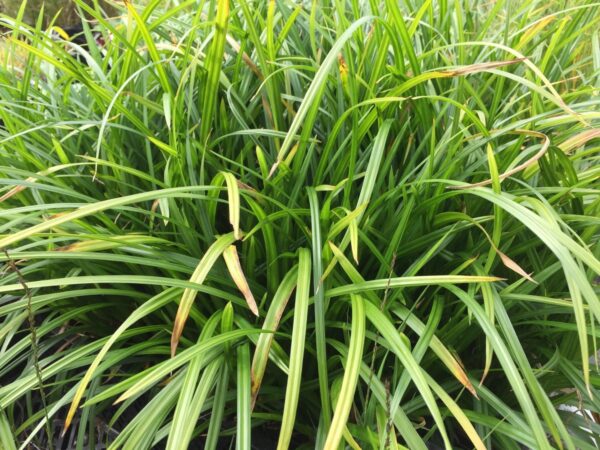 Carex morrowii 'Irish Green' – Image 2